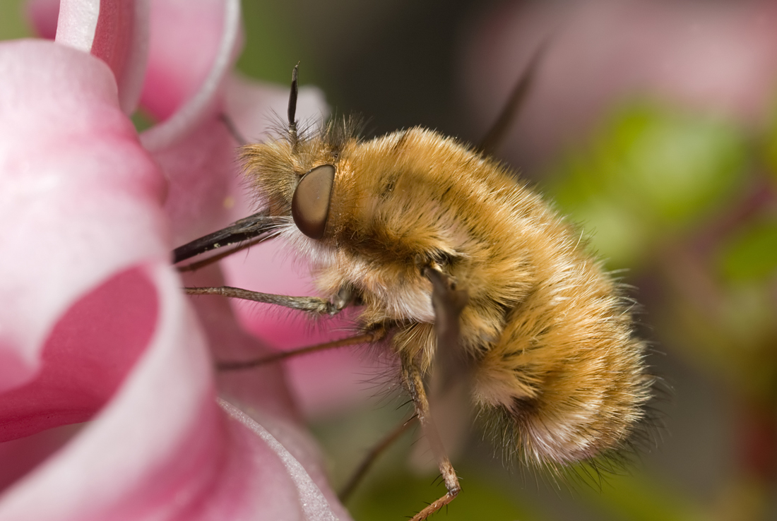 Bee Fly feeding 2